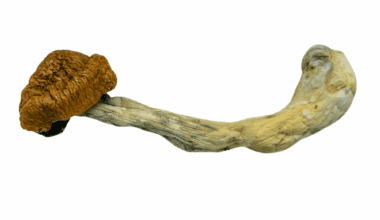 Blue Meanies - Magic Mushrooms