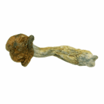 Penis Envy - Magic Mushrooms