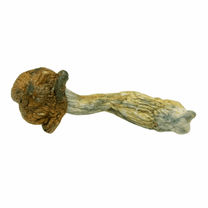 Penis Envy - Magic Mushrooms
