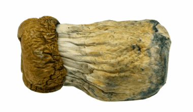 Trinity - Magic Mushrooms