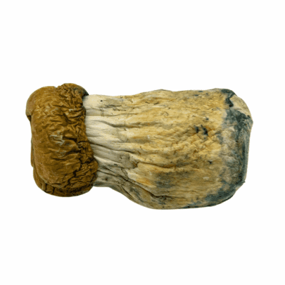 Trinity - Magic Mushrooms