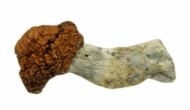 Bluey Vuitton - Magic Mushrooms