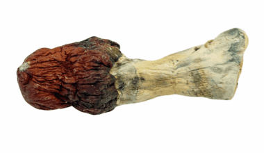 Blue Pulaski - Magic Mushrooms