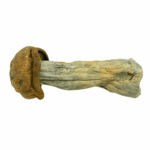 Tidal Wave - Magic Mushrooms