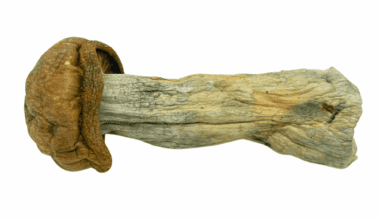 Tidal Wave - Magic Mushrooms