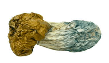 Avalanche - Magic Mushrooms