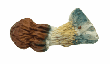 Vietnamese - Magic Mushrooms