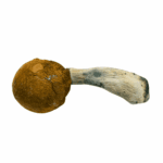 Hillcap - Magic Mushrooms