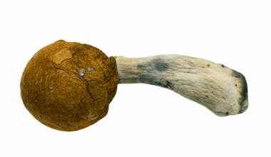 Hillcap - Magic Mushrooms