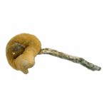 Thrasher - Magic Mushrooms