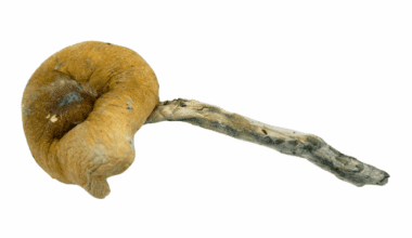 Thrasher - Magic Mushrooms