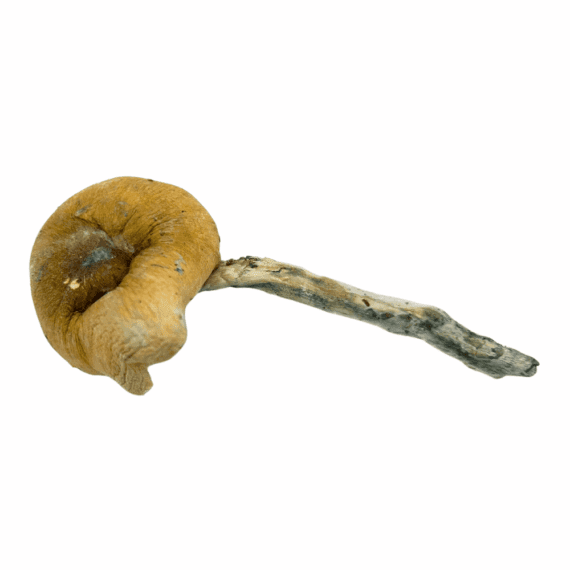 Thrasher - Magic Mushrooms - Image 1