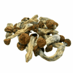 Penis Envy - Magic Mushrooms - Image 2