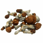 Blue Pulaski - Magic Mushrooms - Image 2