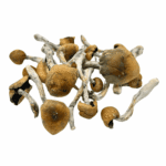 Hillcap - Magic Mushrooms - Image 2