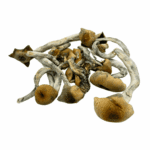 Thrasher - Magic Mushrooms - Image 2