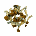 Blue Meanies - Magic Mushrooms - Image 3