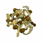 Penis Envy - Magic Mushrooms - Image 3