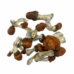 Blue Pulaski - Magic Mushrooms - Image 3