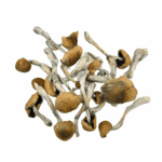 Hillcap - Magic Mushrooms - Image 3
