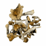 Harlequin - Magic Mushrooms - Image 3