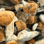 Blue Meanies - Magic Mushrooms - Image 5