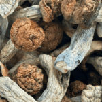 Penis Envy - Magic Mushrooms - Image 5