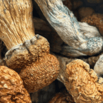 Trinity - Magic Mushrooms - Image 5