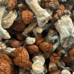 Blue Pulaski - Magic Mushrooms - Image 5