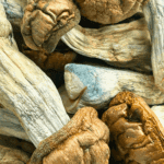 Tidal Wave - Magic Mushrooms - Image 5