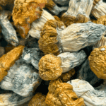 Avalanche - Magic Mushrooms - Image 5