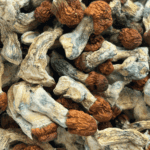 Vietnamese - Magic Mushrooms - Image 5