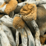 Hillcap - Magic Mushrooms - Image 5