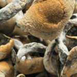 Thrasher - Magic Mushrooms - Image 5