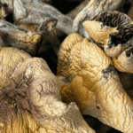 Harlequin - Magic Mushrooms - Image 5