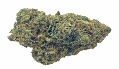 Amnesia Haze - Craft Cannabis