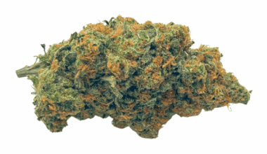 Alien Gorilla (Crop #3) - AAAA