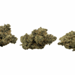 Blue Lobster (Crop #4) - Craft Cannabis (1/4 LB - 1 LB) - Image 3