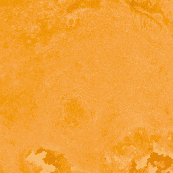 Golden Lemon - Live Resin (Indica) (1/4 LB - 1 LB) - Image 2