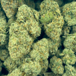 Amnesia Haze - Craft Cannabis - Image 5