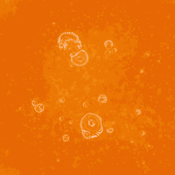 Lemon OG - Live Resin (Hybrid) - Image 2