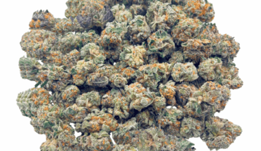 King Tut (Crop #2) - Popcorn