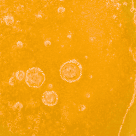 Tropicana Cookies - Live Resin (Sativa) (1/4 LB - 1 LB) - Image 5