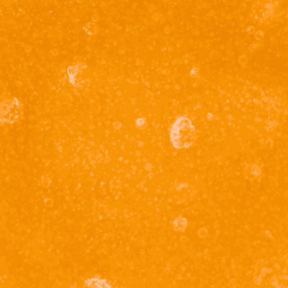 Tangerine Dream - Live Resin (Hybrid) - Image 2