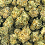 King Tut (Crop #2) - Popcorn - Image 5