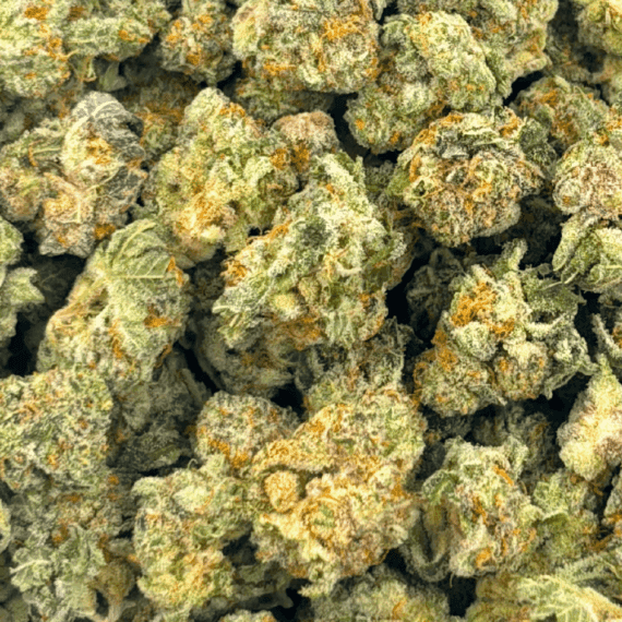 King Tut (Crop #2) - Popcorn (1/4 LB - 2 LB) - Image 5