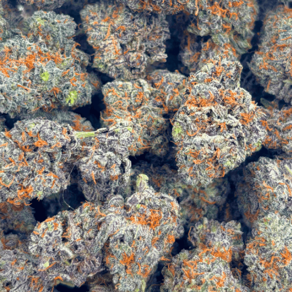 White Truffle (Crop #3) - AAAA - Image 5
