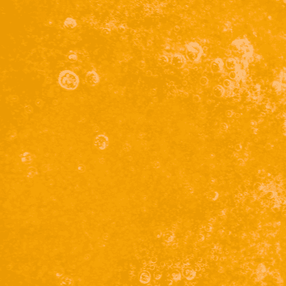 Mango Magic - Live Resin (Hybrid) (1/4 LB - 1 LB) - Image 2
