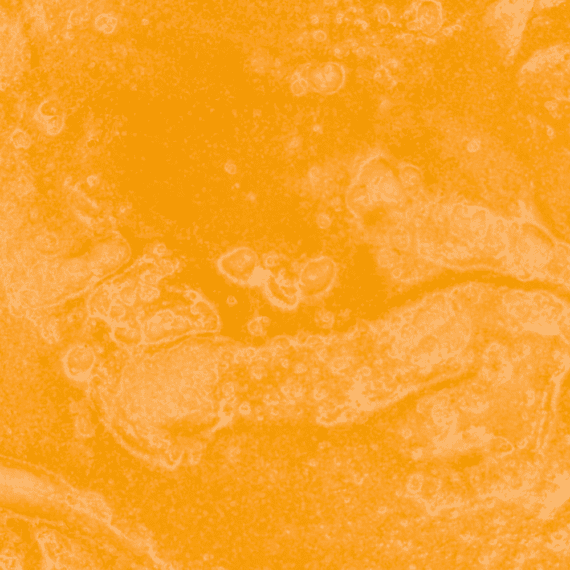 Grape Gas - Live Resin (Hybrid) (1/4 LB - 1 LB) - Image 5