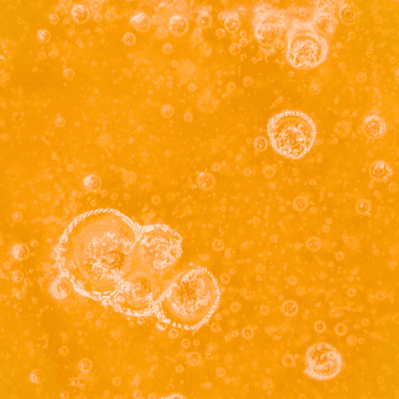 Honey Bananas - Live Resin (Hybrid) - Image 5